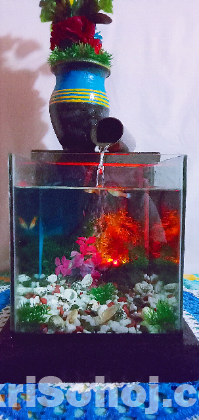 fishtank with waterfall